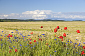 Field of wheet with poppies, Alt Reddevitz, Moenchgut, Island Ruegen, Baltic Sea coast, Mecklenburg-Western Pomerania, Northern Germany, Germany, Europe