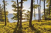 Beech trees in the forest at the chalk coast in national park Jasmund, Sassnitz, Peninsula Jasmund, Island Ruegen, Baltic Sea coast, Mecklenburg-Western Pomerania, Northern Germany, Germany, Europe