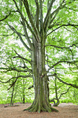 Old beech tree in primeval forest Sababurg, Reinhardswald, Hofgeismar, Hesse, Germany, Europe