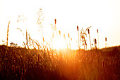 Meadow flushed by sunbeams, Fuessen, Bavaria, Germany