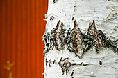 Detail of a birch trunk in front of a red wall