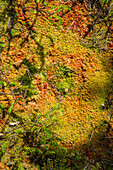 Coloured moss on a rock, Gavle bay, Gavleborgs Ian, Sweden