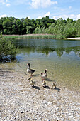 Pond at the biotope of the gravel-pit Waldperlach, Munich, Bavaria, Germany