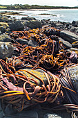 rocky coastline covered in seaweed, giant kelp, bull kelp, landscape, nobody, Catlins Coast, Southland, South Island, New Zealand