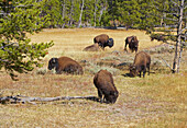 Buffalo , Nez Perce Creek , Yellowstone National Park , Wyoming , U.S.A. , America