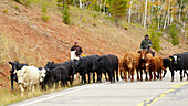 Cattle on its way down to winter meadows , Dixie National Forest , Utah , Arizona , U.S.A. , America