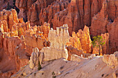 View from Bryce Point into Bryce Amphitheater , Bryce Canyon National Park , Utah , U.S.A. , America
