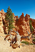 Queens Garden Trail , Bryce Amphitheater , Bryce Canyon National Park , Utah , U.S.A. , America