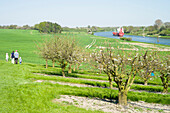Apple blossom along the Nord-Ostsee-Kanal, Neuwittenbek, Schleswig-Hostein, Germany