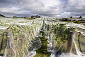 bird netting protects grapevines before harvest, dramatic sky, wine, Motueka, South Island, New Zealand