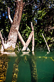 Flusslandschaft mit Baumstämme, Unterwasser, Sommer, Fluss Orb, Roquebrun, Süd Frankreich