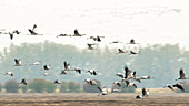 Wildvogel, Kraniche landen auf einem Acker, Flugstudie, Vogelzug, Herbsttag, Fehrbellin, Linum, Deutschland