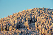 Wald im Winter, Oberallgäu, Allgäu, Oberstdorf, Deutschland