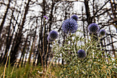 Nahaufnahme von Distelblüten, Violett, Distelbusch, verbrannte Bäume, Alpes-Maritimes, Provence-Alpes-Côte d’Azur, Frankreich