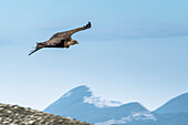 Griffon Vulture, Verdon Gorge, Route des Cretes, Vosges, Provence-Alpes-Cote d'Azur, France