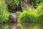 Nutria, river rat along the river banks, Biosphere Reserve, Cultural Landscape, River, Spreewald Brandenburg, Germany