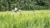 White stork searching for nesting material, stork, breeding season, flight study, Brandenburg, Germany