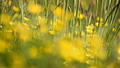 Summer meadow with wild flowers, biosphere reserve, cultural landscape, double exposure, Spreewald, Brandenburg, Germany