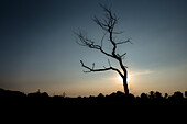 Silhouette von einem Baum bei Sonnenuntergang, Spreewald, Kulturlandschaft, Sommer, Brandenburg, Deutschland