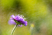 Purple thistle in Summer rain, flower, spray, garden, Oberstdorf, Oberallgaeu, Germany