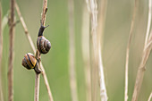 Banded snail, Biosphere Reserve, Reeds, Spreewald, Brandenburg, Germany