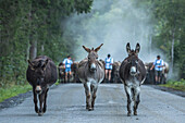 Donkeys at the Almabtrieb, Stillachtal, Oberallgaeu, Allgaeu, Oberallgaeu, Alps, Germany