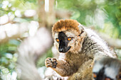 Red-fronted lemur (Eulemur Rufifrons), Isalo National Park, Ihorombe Region, Southwest Madagascar, Africa