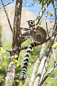 Ring-tailed lemur (Lemur catta), Isalo National Park, Ihorombe Region, Southwest Madagascar, Africa