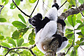 Indri (Babakoto) (Indri Indri), eine große Lemur in Perinet Reserve, Andasibe-Mantadia Nationalpark, Ost-Madagaskar, Afrika