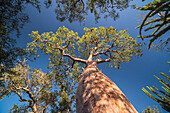 Baobab-Baum in Spiny Forest, Parc Mosa ein Mangily, Ifaty, South West Madagaskar, Afrika