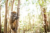 Grauer Bambus Lemur (Hapalemur), Lemur Island, Andasibe, Ost-Madagaskar, Afrika