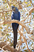 Hyacinth macaw (Anodorhynchus hyacinthinus) (hyacinthine macaw), Brazil, South America