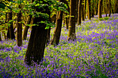 Bluebells, High Littleton Woods, Somerset, England, Großbritannien, Europa