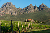 Vineyards near Stellenbosch in the Western Cape, South Africa, Africa