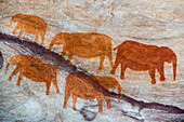 San rock art cave paintings on the wall of a rocky overhang in the Stadsaal Caves in the Cederberg, Western Cape, South Africa, Africa