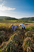 Farmers harvesting rice in the southern Yunnan Province, China, Asia