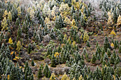 Early in morning frost on trees in Mount Siguniang, an area of outstanding natural beauty in Sichuan Province, China, Asia