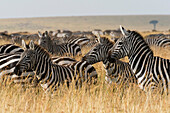 Ebenen Zebras (Equus quagga), Masai Mara, Kenia, Ostafrika, Afrika