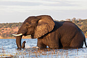 Afrikanischer Elefant (Loxodonta africana) überqueren Fluss, Chobe River, Botsuana, Afrika
