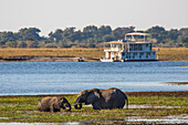 Afrikanische Elefanten (Loxodonta africana) weiden, Chobe River, Botswana, Afrika
