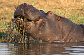 Hippopotamus (Hippopotamus amphibius) Fütterung, Chobe River, Botswana, Afrika