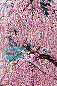 Beautiful cherry blossom in full bloom in Tokyo Imperial Palace East Gardens, Tokyo, Japan, Asia
