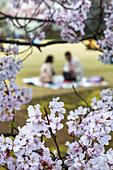 People relaxing and picnicking amongst the beautiful cherry blossom in Tokyo Imperial Palace East Gardens, Tokyo, Japan, Asia