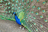 Peacock (Pavo Cristatus), Sequim, Olympic Peninsula, Washington, United States of America, North America