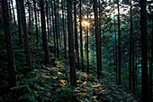 Wald am Berg Joyaima, Izu Halbinsel, Honshu, Japan, Asien