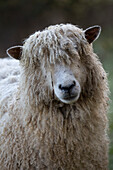 Cotswold Lion Rasse der Schafe, Cotswolds, Gloucestershire, England, Großbritannien, Europa
