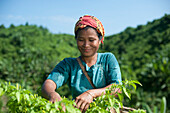 Eine Marma-Frau, die Chillies sammelt, Chittagong Hill Tracts, Bangladesch, Asien