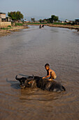 Ein Junge nimmt seinen Büffel in den Inle See für eine Wäsche, Shan State, Myanmar (Burma), Asien