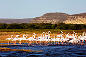 Größerer Flamingo (Phoenicopterus roseus), St. Augustine, südlicher Bereich, Madagaskar, Afrika