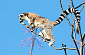 Ring Tailed Lemurs (Lemur Catta), Anja Reserve, Ambalavao, Zentraler Bereich, Madagaskar, Afrika
